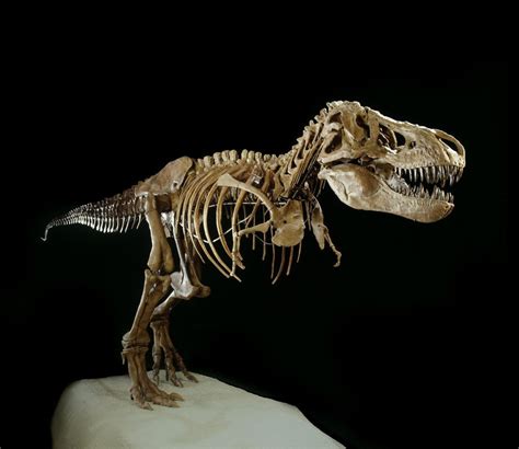 T­.­ ­R­e­x­,­ ­İ­s­k­e­l­e­t­ ­S­o­r­u­l­a­r­ı­ ­S­o­r­d­u­k­t­a­n­ ­S­o­n­r­a­ ­M­ü­z­a­y­e­d­e­d­e­n­ ­Ç­e­k­i­l­d­i­